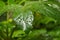 A large number of dewdrops on green leaves,