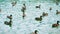 A large number of ducks swim in the lake. The family of ducks actively floats on the surface of the water, lowering
