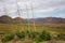 Large number of flowering agave plants in the fields of Cabo de Gata Natural Park, Spain