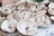 Large number of fungi on a table