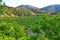 A large number of green beds with young trees against a background of boundless sloping mountains