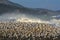 A large number of gulls on a stormy beach