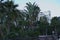 Large number of palm trees hide facade of the hotel. Marina di Patti. Sicily