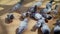 A large number of pigeons. Human feeding pigeons in the city park.