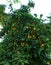 a large number of ripe yellowing plums among the leaves on the plum tree