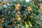 a large number of ripe yellowing plums among the leaves on the plum tree