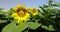 A large number of sunflowers in the agricultural field