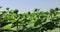 A large number of sunflowers in the agricultural field