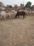 Large numbers of cows are sitting and standing position in open area of a town in India