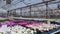 Large nursery greenhouse filled with thousands of colorful flowers and plants