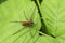 A large Nursery Web Spider Pisaura mirabilis perching on a leaf.