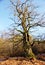 Large oak with mighty branches in the Sababurg primeval forest