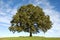 Large Oak Tree with Blue Sky