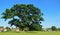 Large Oak Tree within the cricket boundary on Ickwell Green Bedfordshire
