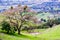 Large oak tree growing on the hills