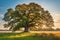 a large oak tree in an open green field with blue sky in background ai generated