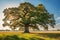 A large oak tree stands in an open field ai generated
