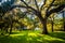 Large oak trees and spanish moss in Forsyth Park, Savannah, Georgia.