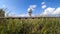 A large observatory is protected by a barbed fence