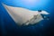 Large Oceanic Manta Ray Manta birostris with background SCUBA diver bubbles in a blue, tropical ocean Andaman sea