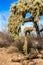 Large old Chain-fruit Cholla, loaded with fruit in Organ Pipe Cactus National Monument
