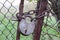 A large old closed iron castle with rust and peeling paint on a thick barn chain wrapped between the gates of a metal fence