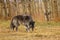 Large old grey wolf siffing around, Canada, unsocial wild animal, grumpy old guy, Yamnuska wolf sanctuary