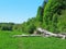 Large old linden tree fell on the river bank