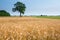 The large old oak tree alone grows lonely in the wheat field.  Calm and tranquility of rural life. Good summer weather. Time to