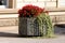 Large old outdoor concrete flower pot filled with open blooming red Begonia flowering ornamental plants and crawler plant