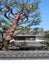 Large old pine tree in front garden of Japanese house
