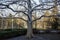 Large old plane tree without leaves with horizontal branches in city park. Late autumn, wet ground after rain, boxwood bushes.