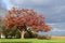 Large old red oak tree along a winding drive on a farm in Autumn