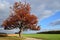 Large old red oak tree along a winding drive on a farm in Autumn