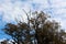 Large old tall dried barren tree in front of other trees filled with small brown leaves growing in local forest