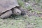 Large old tortoise chewing the bits of grass in his mouth