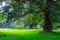 a large old tree on a green lawn, on the territory of Polonnaruwa, the second ancient capital of Sri Lanka