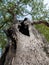 A large old Tree with Leaves