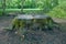 Large old tree stump covered with moss and green grass