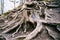 A large old tree stump with massive roots on a background of earth and driftwood.