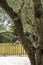 Large olive tree giving plenty of shade on a terrace