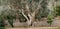 A large olive tree in an olive grove. Multi-storey stone embankments. A large tree with sprawling branches.