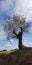 Large olive tree under a blue sunny sky.