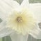 Large, Opaque, White Daffodil Head in the Garden
