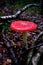 Large open red mushroom with white dots,red amanita, fly agaric. Dark scene on a wet forest floor with old tree trunk