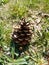 A Large Opened Pine Cone Sitting in the Grass