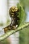 Large orange Asian caterpillar