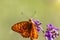Large orange butterfly Argynnis paphia with black spots and strokes on the wings, bright and luminous sits on the stem natural gre