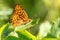 Large orange butterfly Argynnis paphia with black spots and strokes on the wings, bright and luminous sits on the stem natural gre