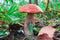 Large orange cap boletus in the autumn forest. Healthy and delicates natural food